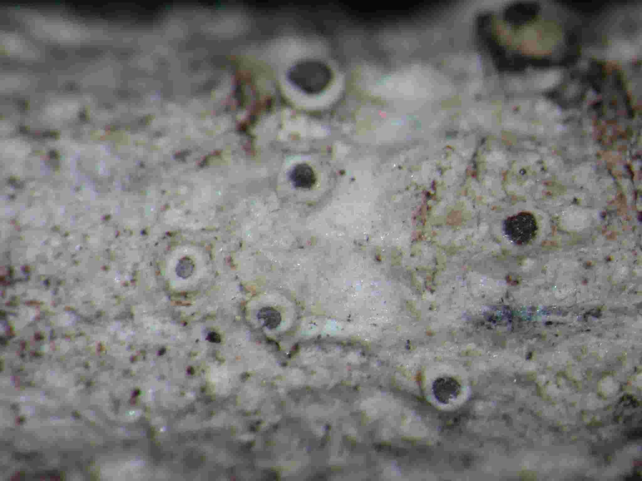 [Lecanora pulicaris]
